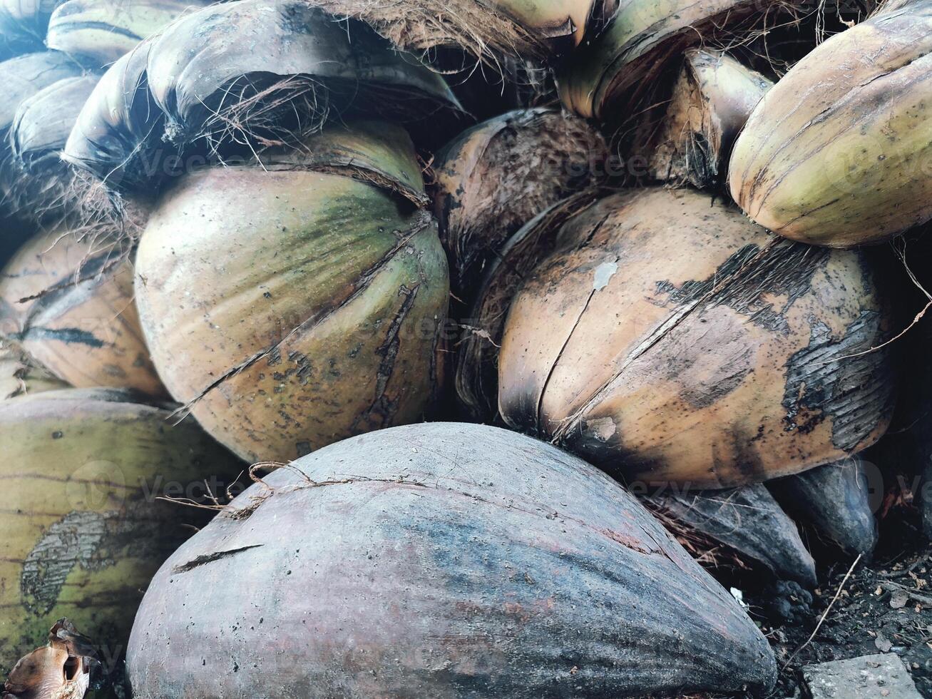 coconut husk or coconut fiber photo
