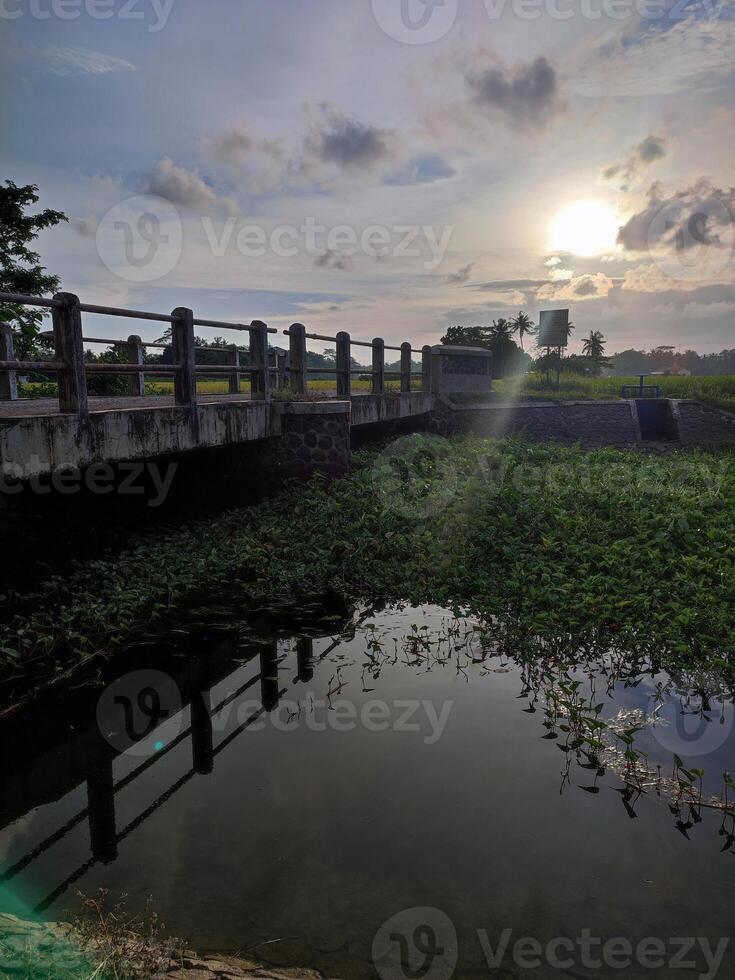 bridge and river in the middle of rice fields photo