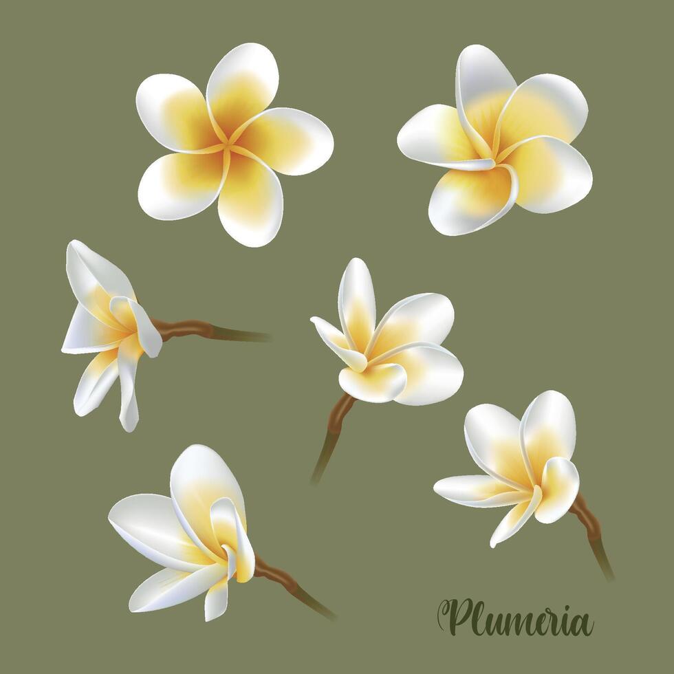 Vector white plumeria, tropical flower in different styles