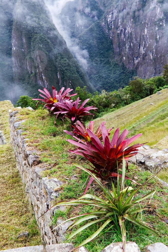 Red Plants Growing On Top Of Stone Wall In Machu Picchu Peru photo