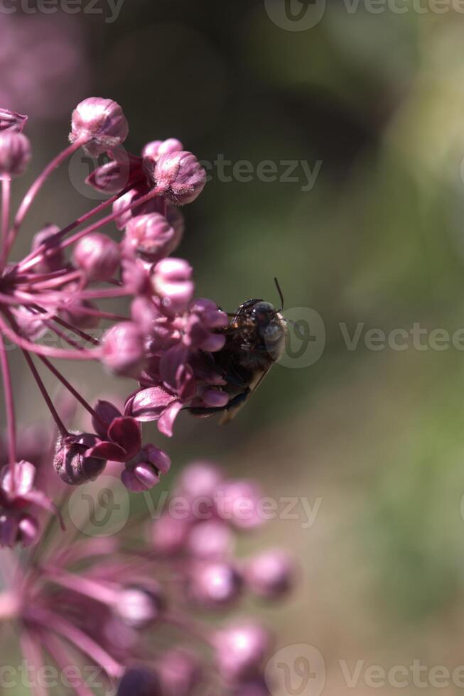 Single Bee On Pink Flower Buds Yosemite National Park photo