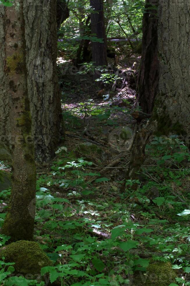 verde maleza en bosque yosemite nacional parque foto