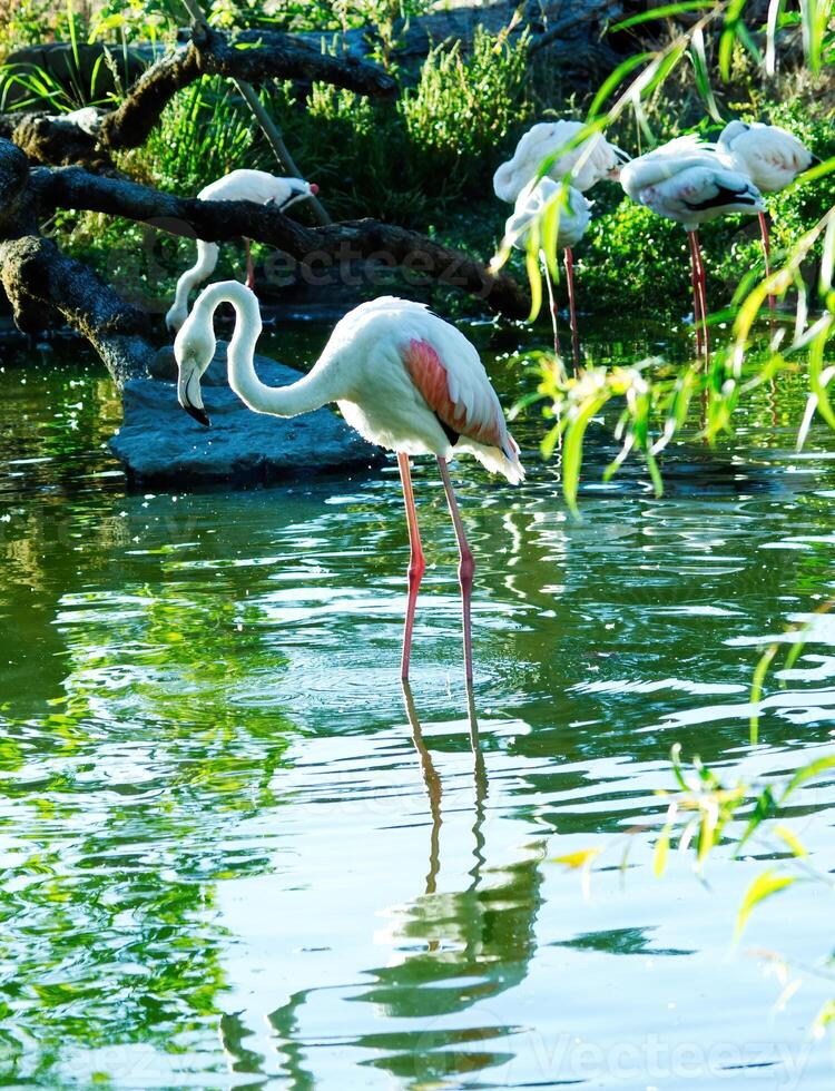 Mostly White Flamingo Bird Standing In Pond Outdoors photo