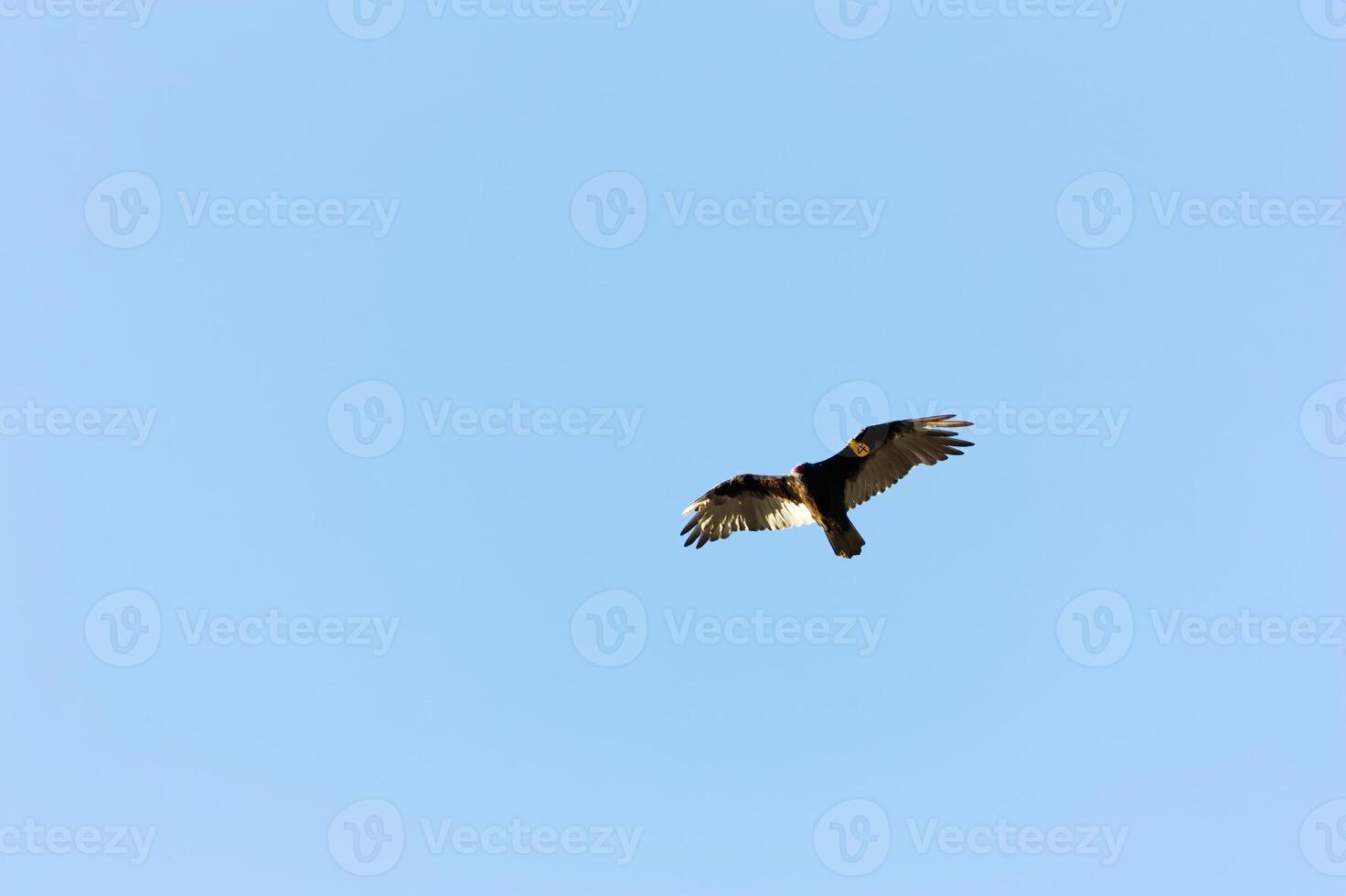 pájaro de presa volador en claro azul cielo con etiqueta foto