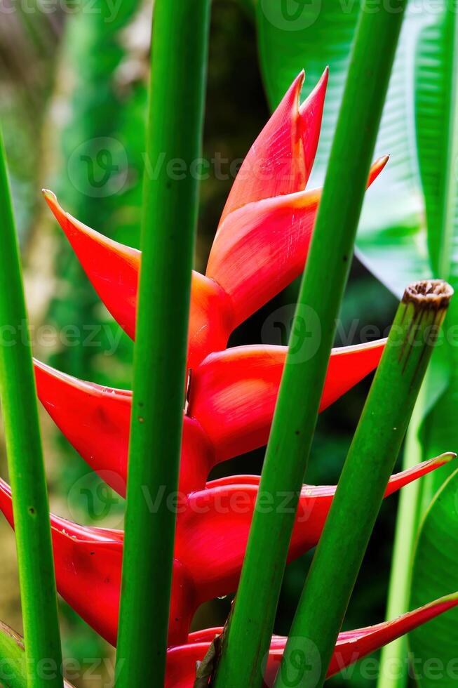 Red Tropical Flower Behind Green Plant Stalks photo