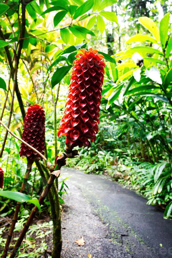 Indonesian Wax Ginger Plants Growing Along Path photo