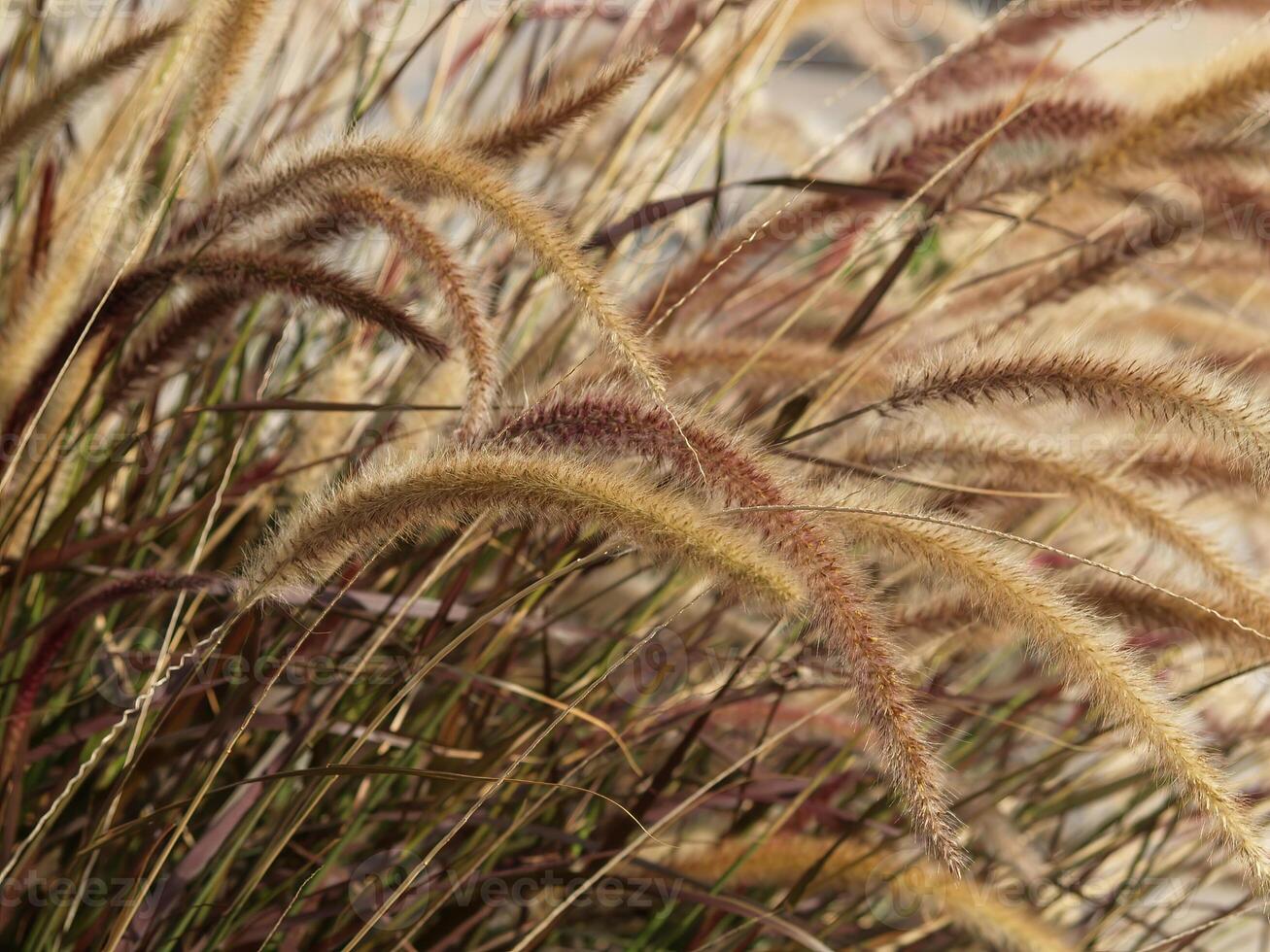 Long Wild Grass Filling Frame In Graceful Curve photo