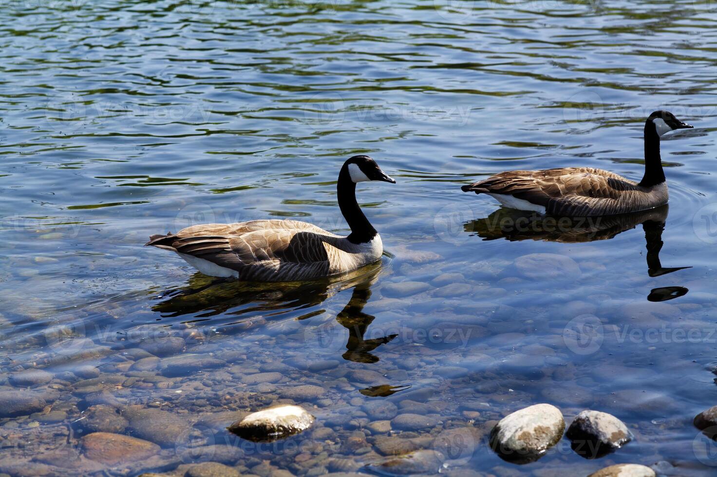 Two Canada Geese Swimming In Shallow Water Of River photo