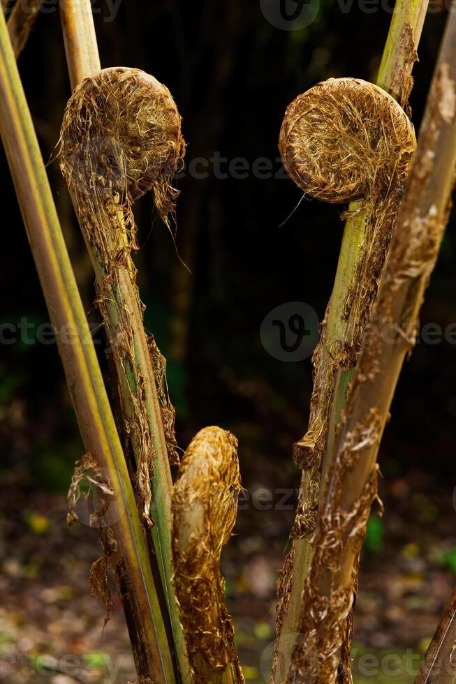 raro planta con rizado tallos grande isla Hawai foto