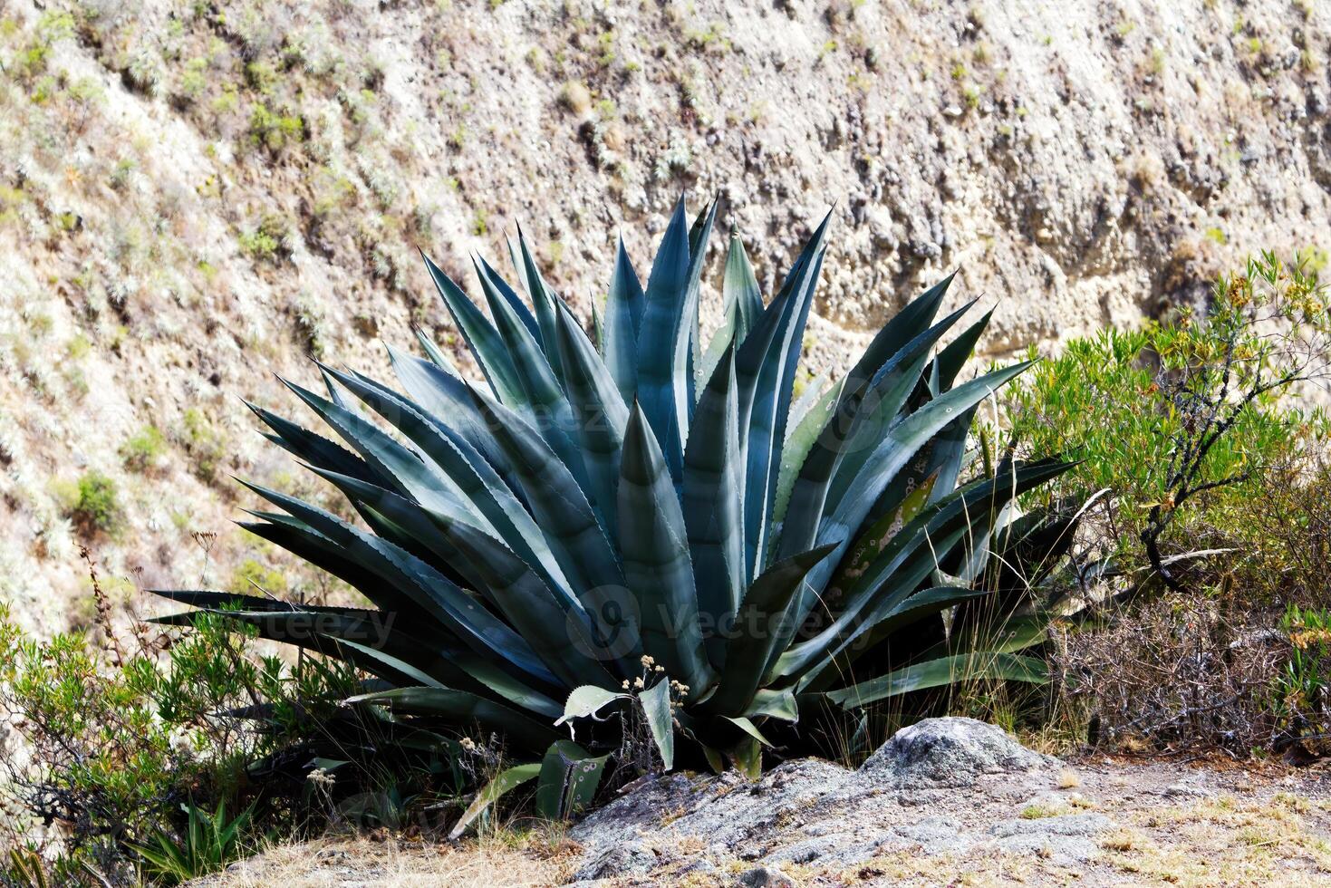 Large Cactus Plant Growing In Wilderness Peru South America photo