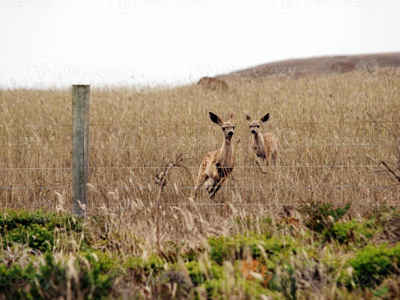 two young fawns running towards barbed wire fence photo