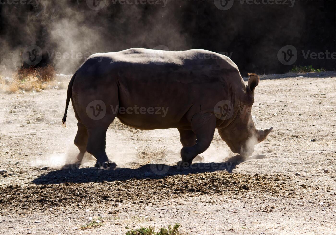 Rhino Kicking Up Dust At Wildlife Preserve Northern California photo