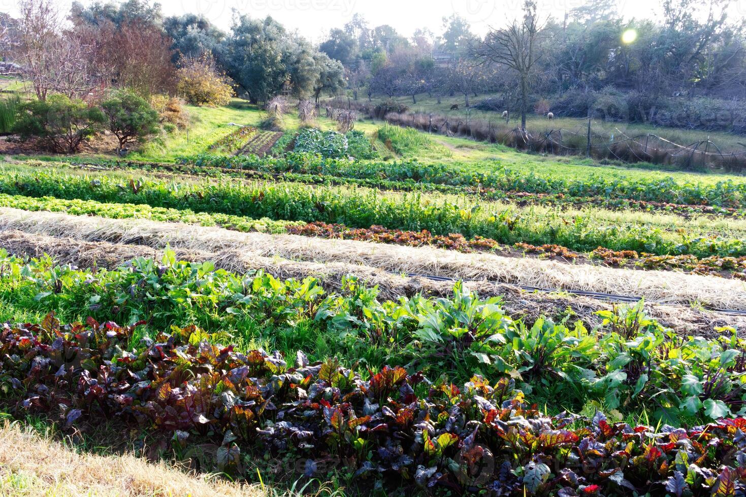 fila de vegetales en pequeño granja con oveja foto