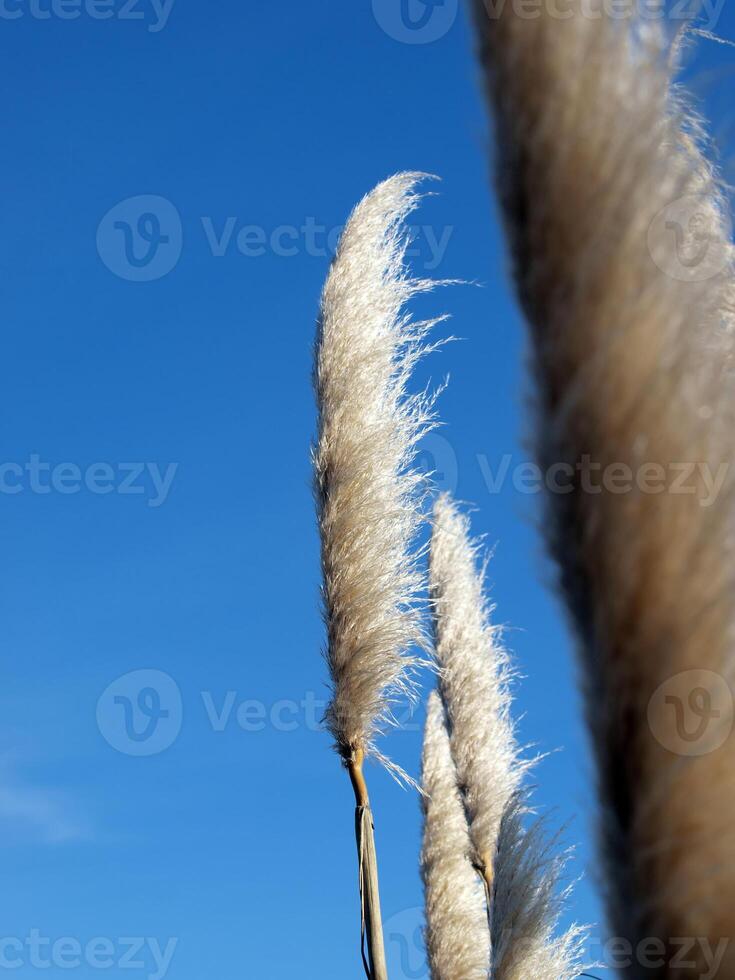 plants blowing in the wind against blue sky photo