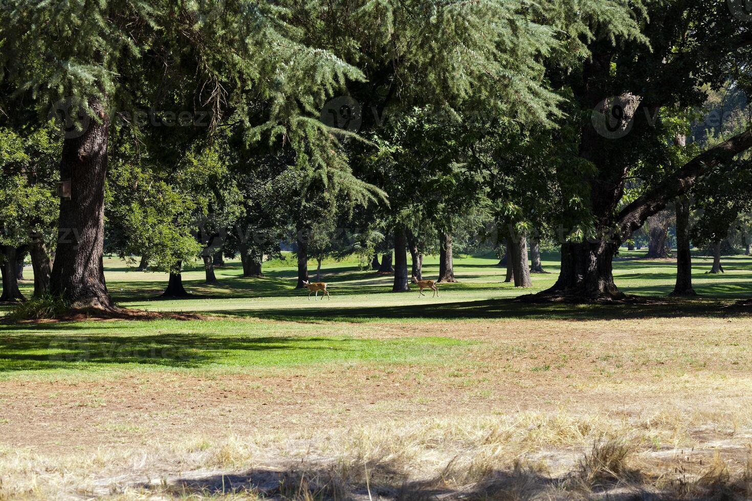 Deer Transiting Through Trees On Golf Course photo