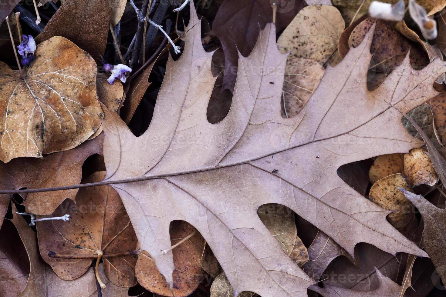 Fallen Dried Autumn Leaves On Ground Several Types photo