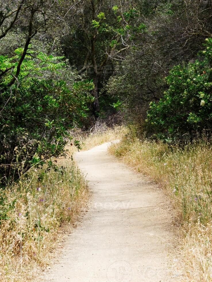 vacío suciedad sendero con césped y arboles foto