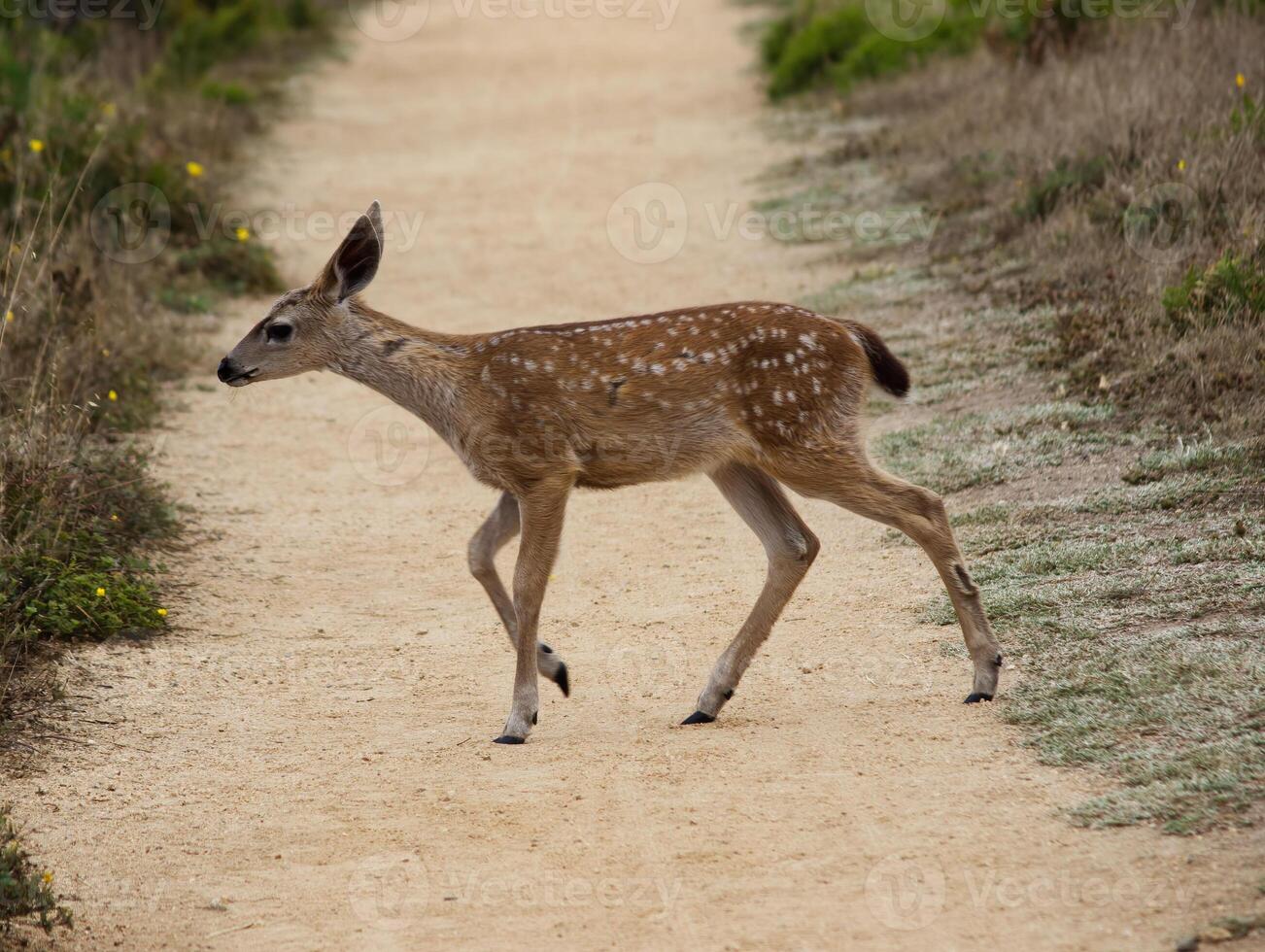 joven ciervo cruce excursionismo sendero punto reyes California foto