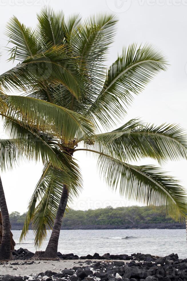 Palm tree on beach hawaii fronds blowing photo