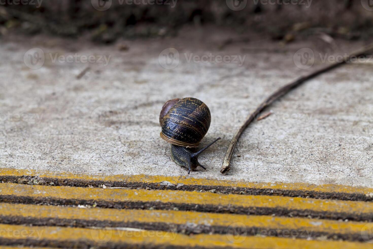 Common Snail Crawling Towards Concrete Step Edge photo