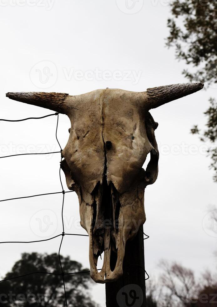 Cow Skull On Fence Post Overcast Sky Background photo