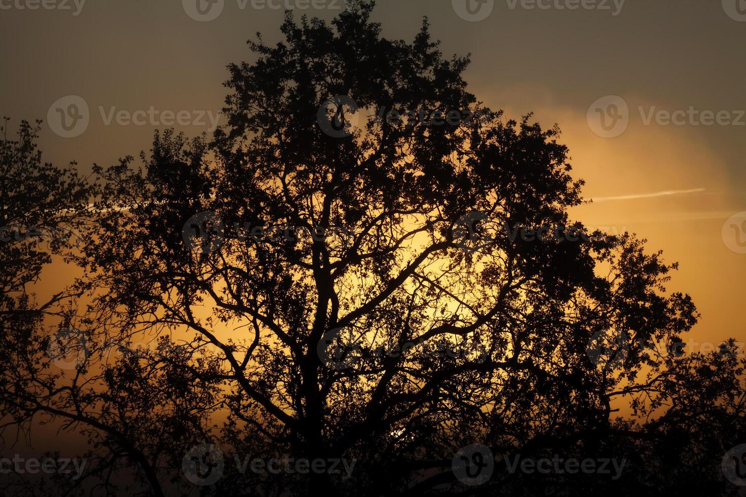 Silhouette Of Tree Sun Rising In Foggy Sky photo