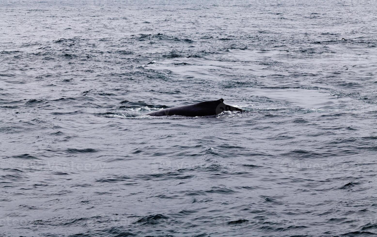 Humpback Whale Swimming In Monterey Bay California photo
