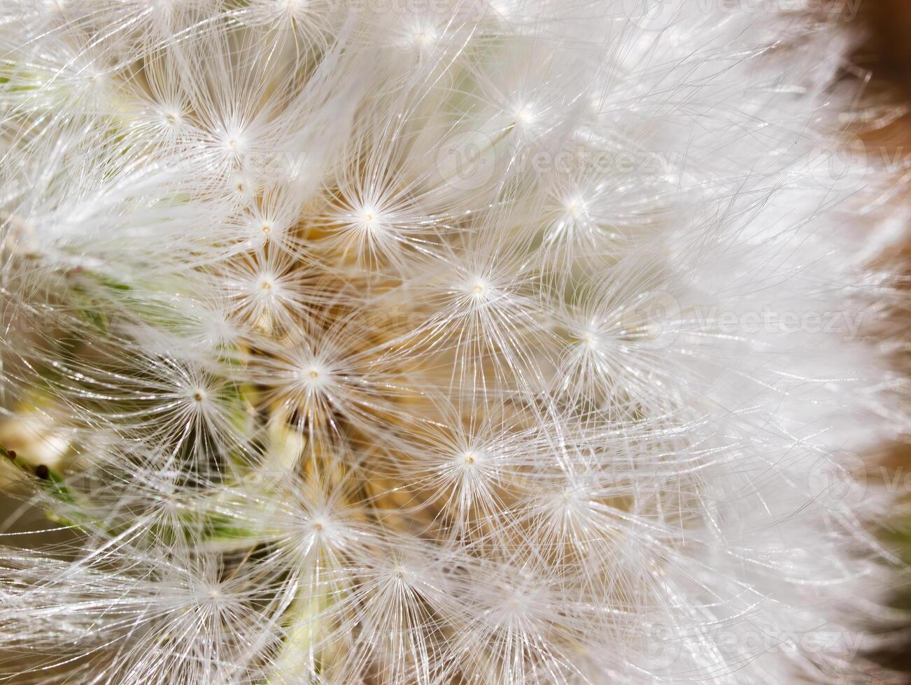 Closeup Of Dandelion White  Seed Bristles photo
