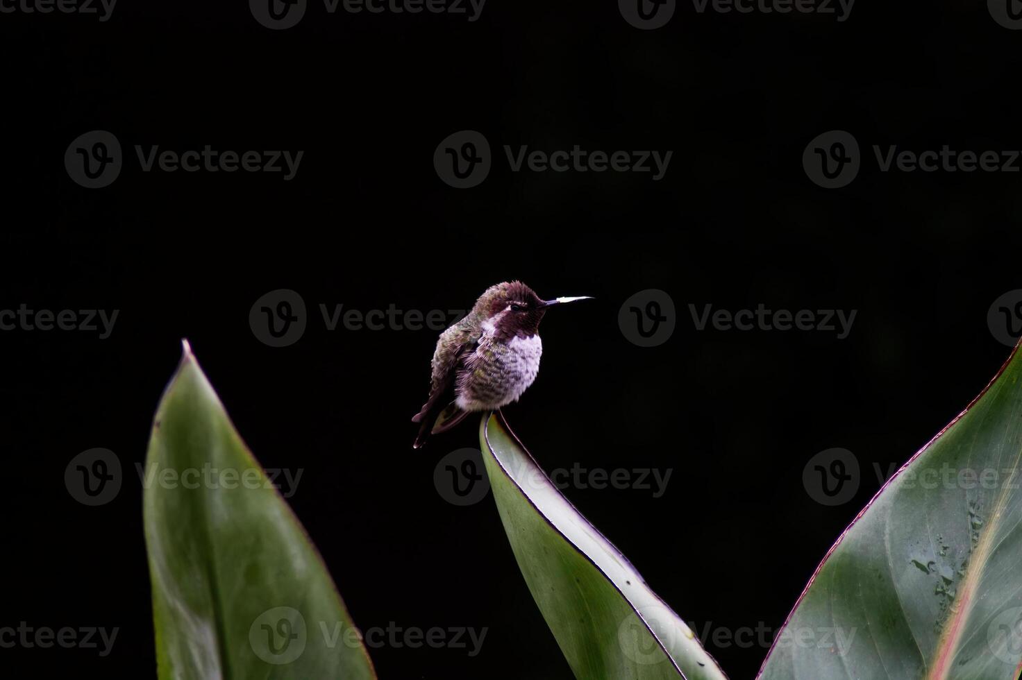 Small Rotund Hummingbird Sitting On Green Leaf photo
