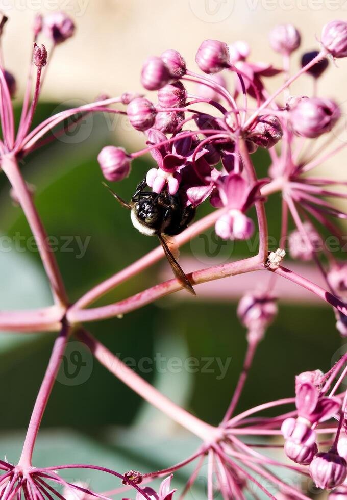 Closeup Of Bee Hanging From Flower Wtih Wings Spread photo