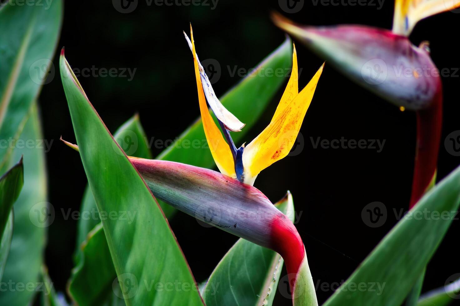 Bird Of Paradise Flower And Green Leaves Dark Background photo