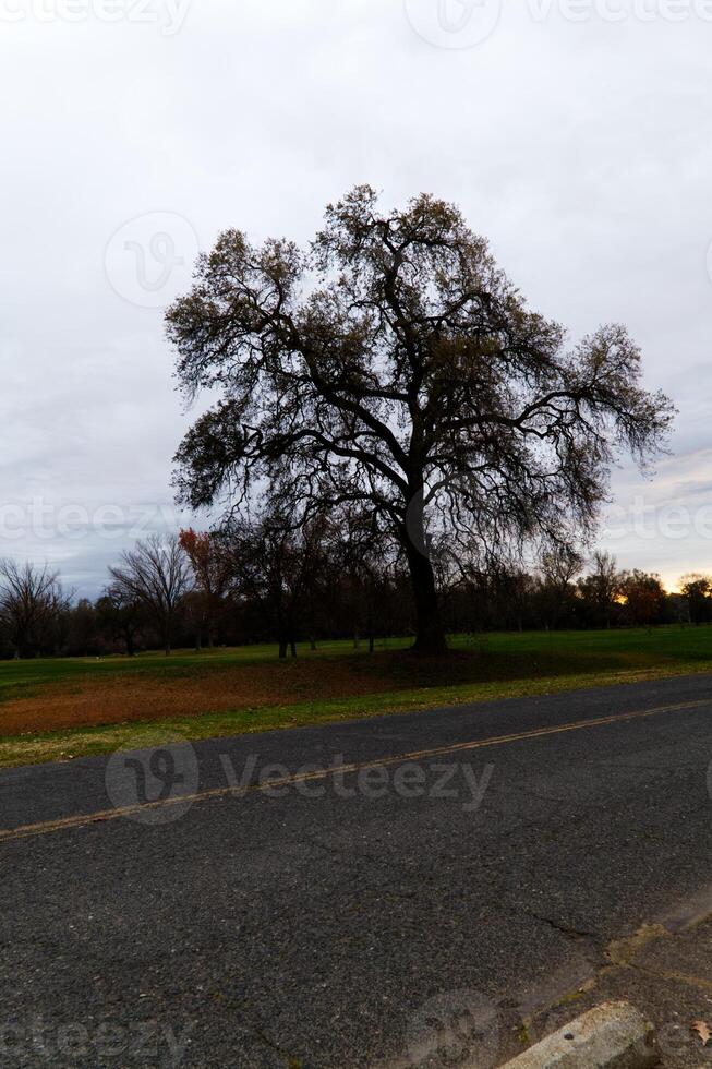 grande árbol con hojas en el suelo a amanecer foto