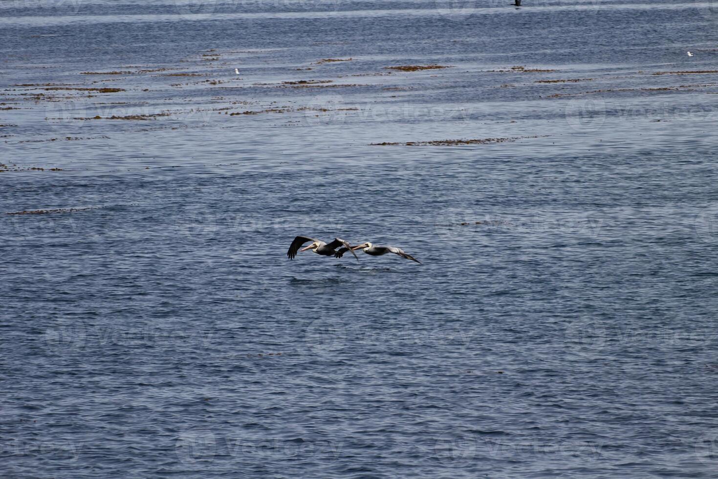 dos pelícanos volador bajo terminado monterey bahía California foto