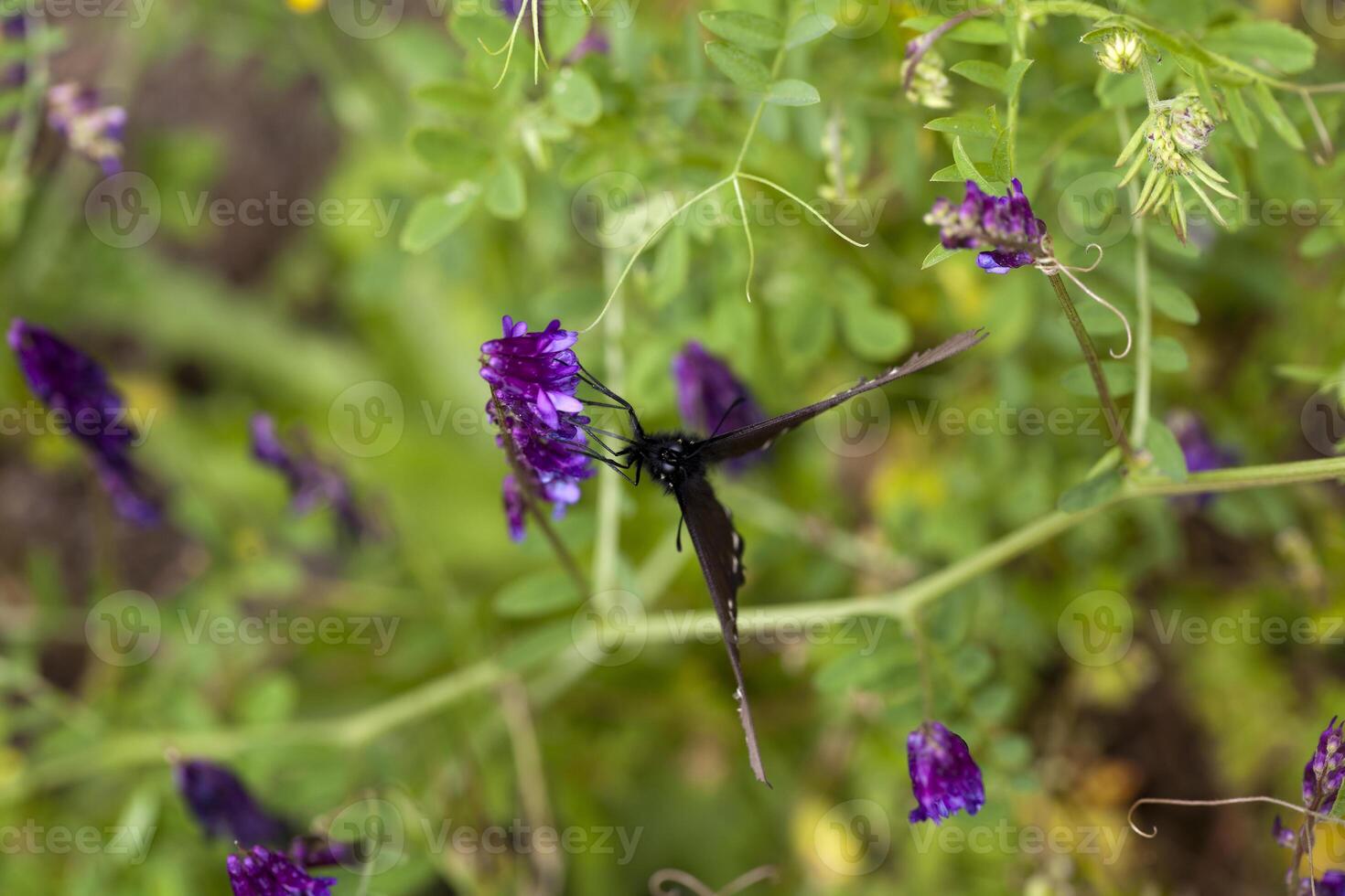 negro mariposa Bebiendo desde púrpura flor al aire libre foto