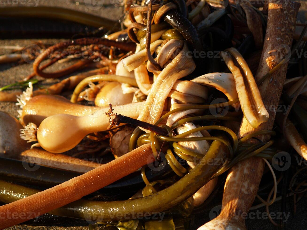 tangle of sea weed on the beach photo