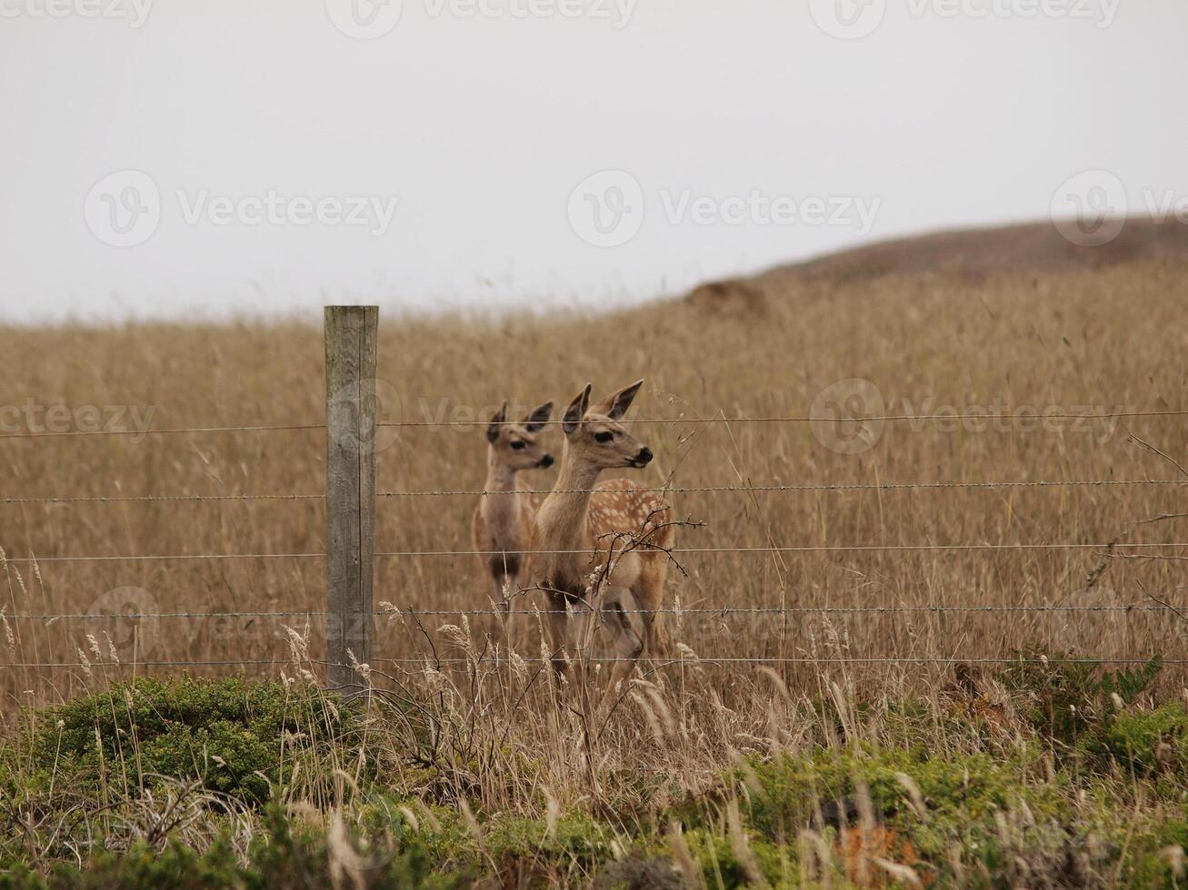 Two Young Fawns Next To Barbed Wire Fence photo