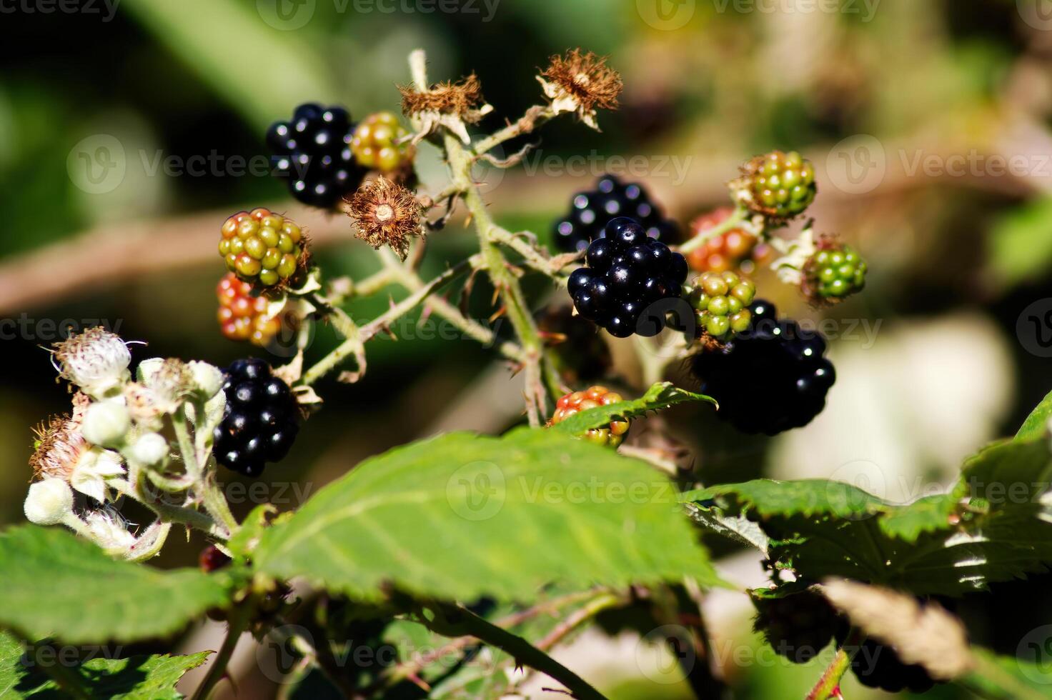Wild Blackberries On Vine Ripe And Green photo