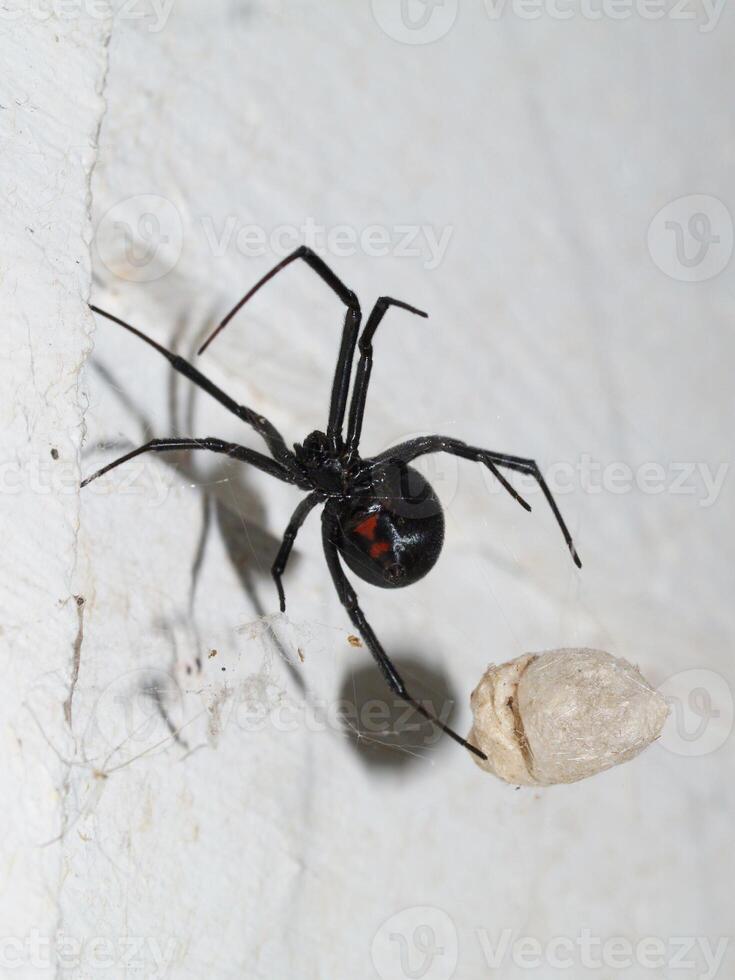 viuda negra araña con huevo saco en web foto