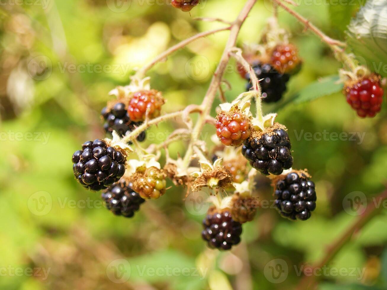 Wild Blackberries on the vine ripe and not photo