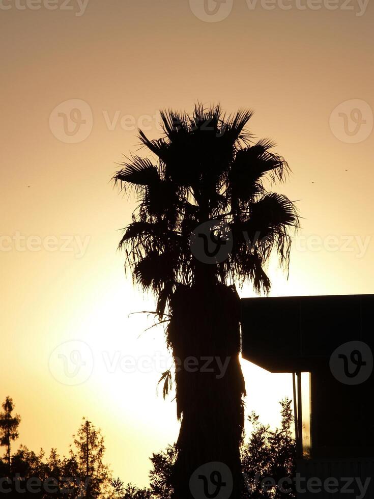 Palm Tree with Sun Silhouette photo