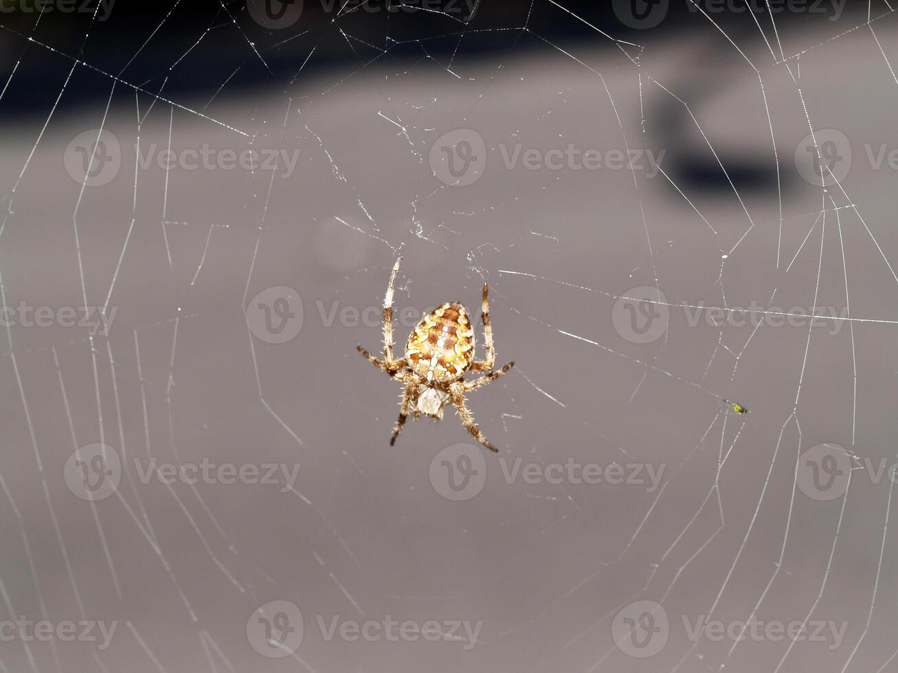Yellow spider in web with small fly photo