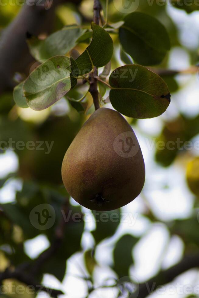 Single Pear Hanging on Tree With Leaves photo