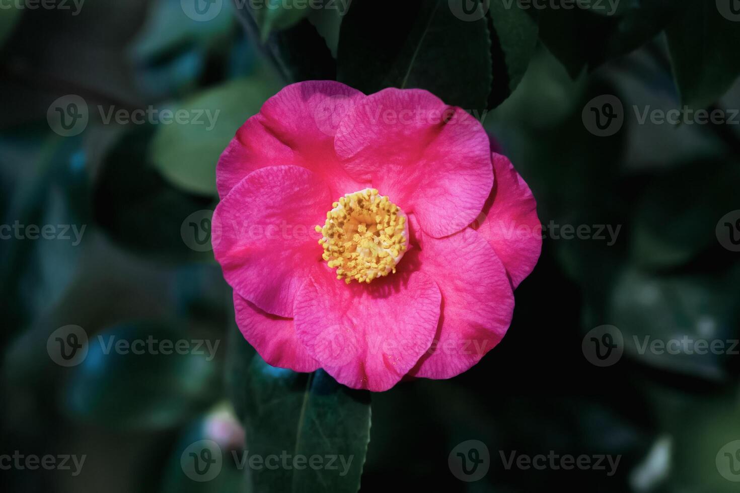 Camellia Japonica - Ashiya camelia single flower on a tree photo