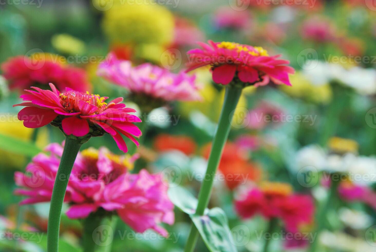 Zinnia flowers in summer garden closeup photo