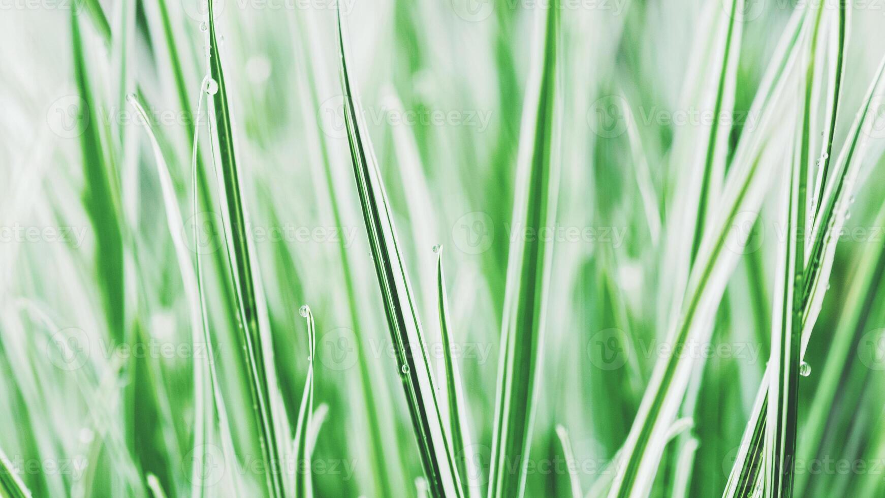 green white sedge grass Carex Everest background photo