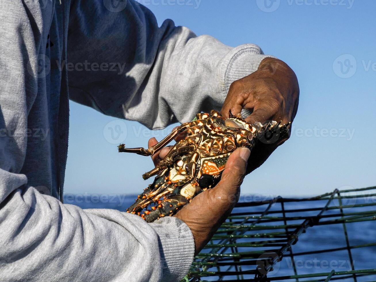 fishing with lobster pot in mexico photo