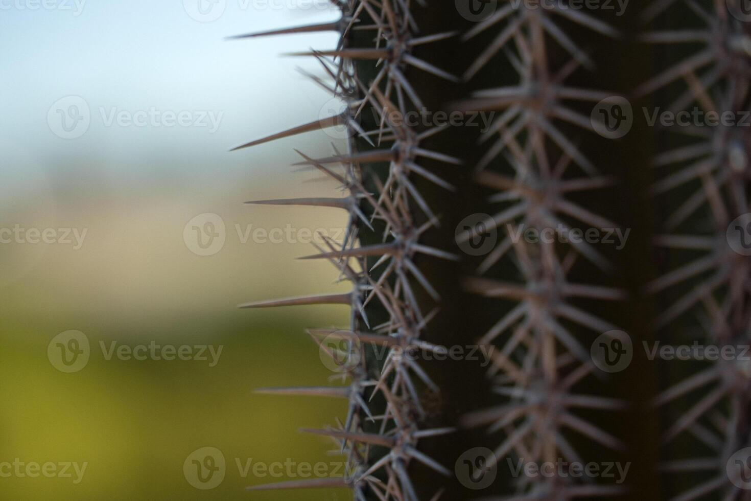 mexican cactus thorns detail baja california sur photo