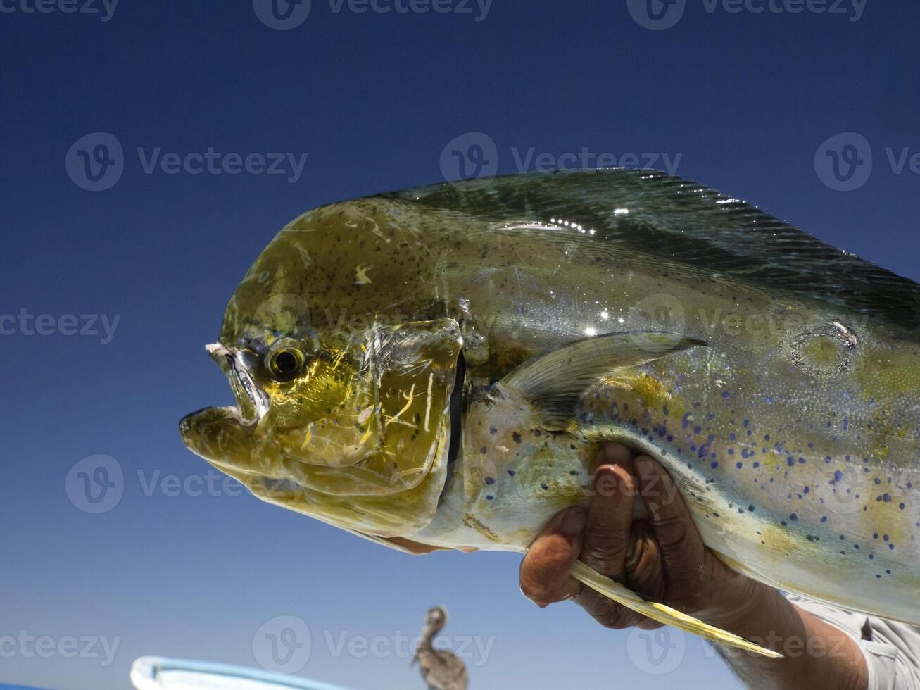 Mexican Fisherman holding big Mahi Mahi Dorado fish baja california sur photo