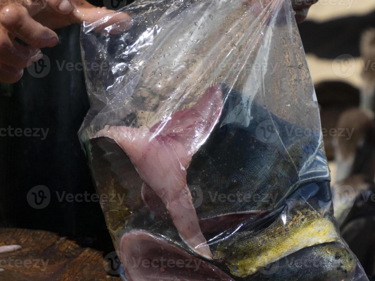 Mahi Mahi  Dorado fish on fisherman cleaning table baja california sur mexico photo