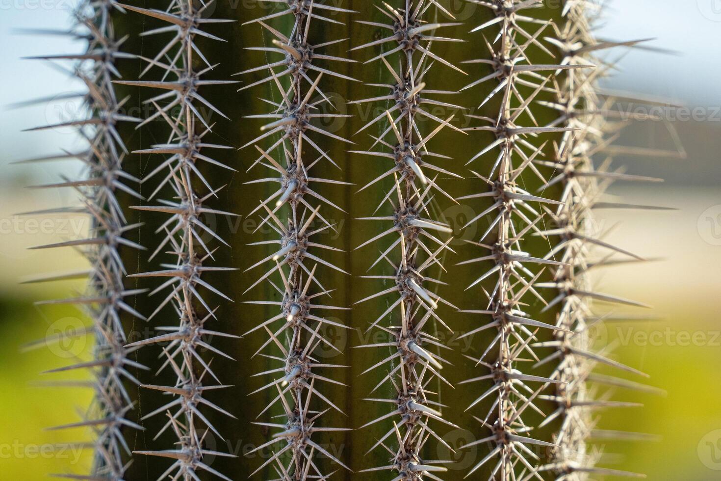 mexicano cactus espinas detalle baja California sur foto